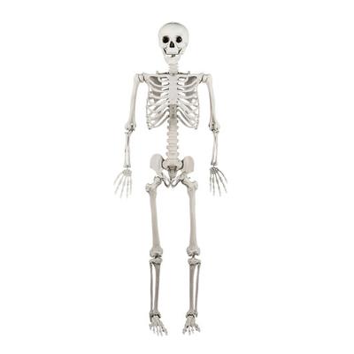 Costway 5.4 FT Halloween Skeleton Decoration Life Size Large Skeleton