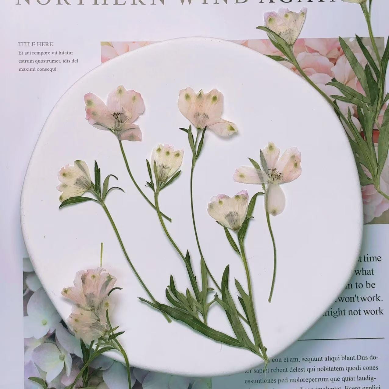 Fiori pressati, fiori pressati rosa chiaro, steli di fiori secchi, 6 pezzi/confezione, fiori pressati secchi, fiori secchi, fiori pressati rosa secchi