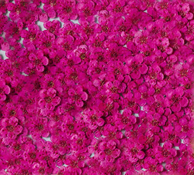 fiori pressati, fiori pressati rosa rossa, 20 pezzi/confezione, fiore rosa rossa, fiore secco rosa rossa, fiore di narciso, piccolo fiore rosa rossa (