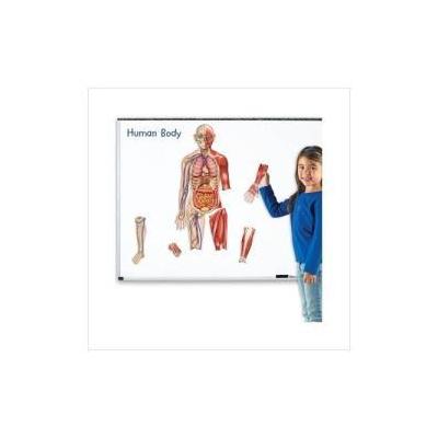 Learning Resources Double-Sided Magnetic Human Body