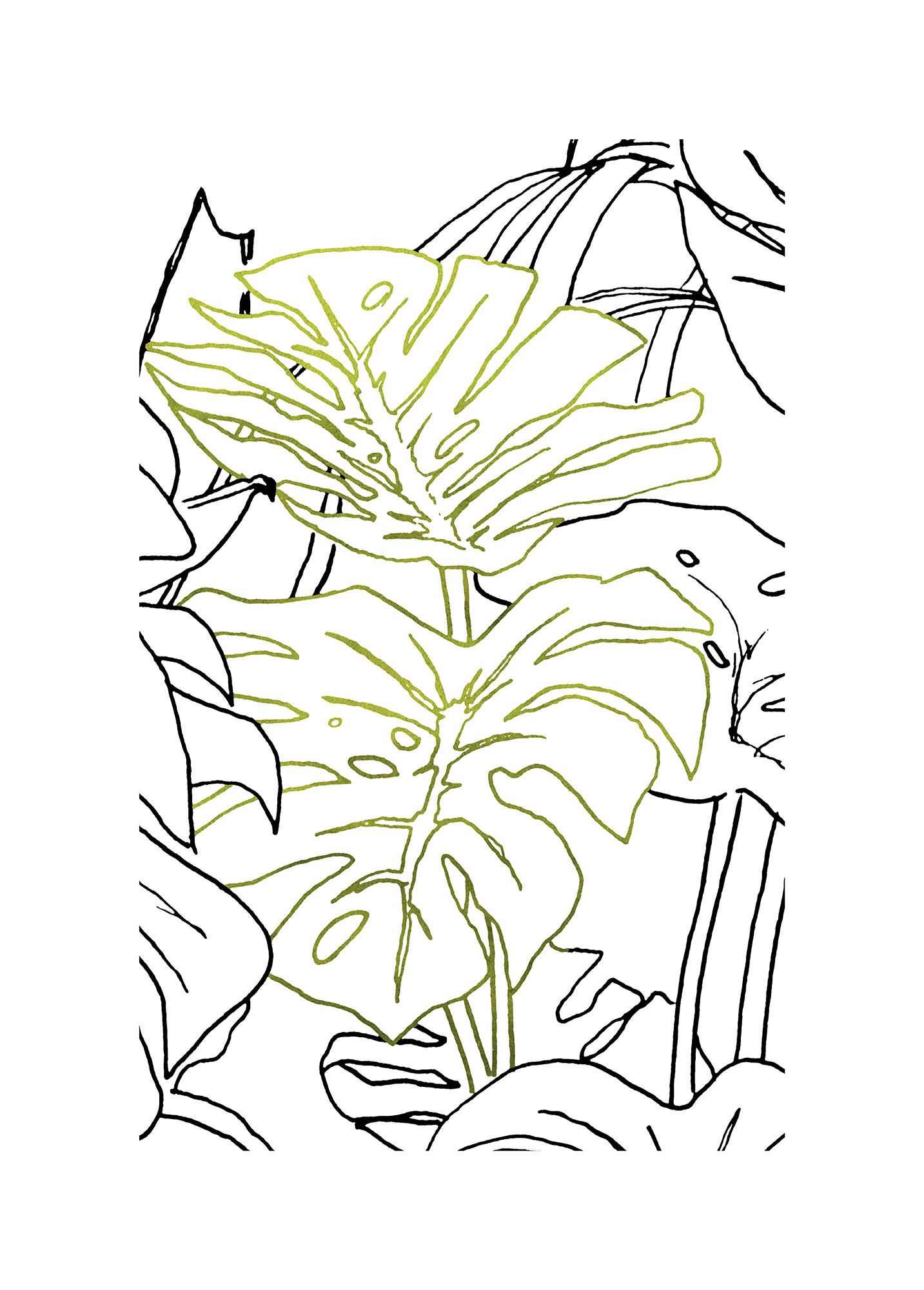 Bild KOMAR "Monstera Borsigiana", grün (farbe bild(er): grün, weiß), B:50cm H:70cm, Holz, Papier, Bilder, Wandbild zur Dekoration - ohne Rahmen Image
