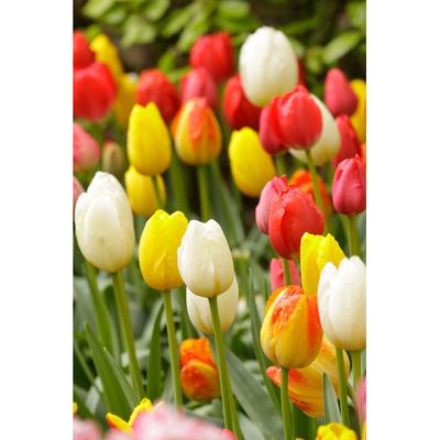 Blumenzwiebeln Tulpen rot-weiß 25er-Set Image