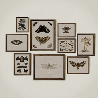 Antique Dark Academia Dragonfly Moth Bat Museum Insect Scientific Poster Canvas Painting Wall Art Pictures Home Interior Decor
