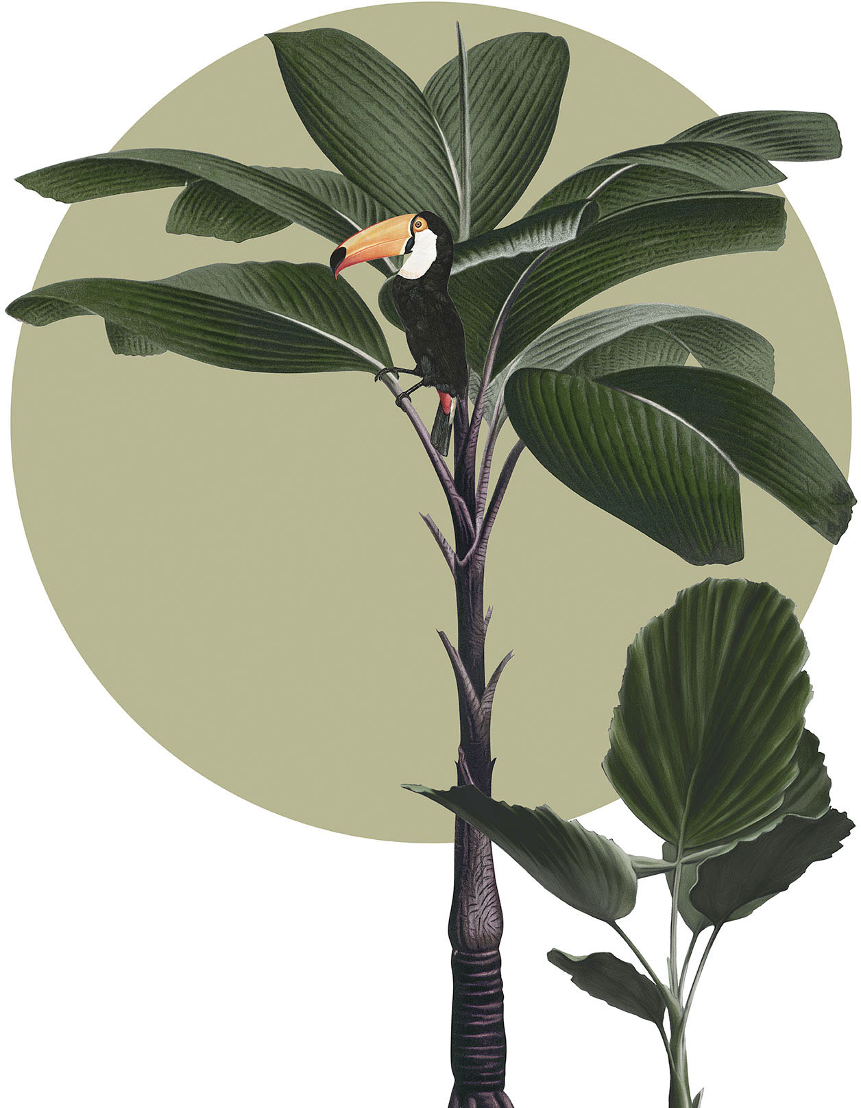 Bild KOMAR "Botanical Garden Palmtree", grün (farbe bild(er): grün), B:50cm H:70cm, Holz, Papier, Bilder, Wandbild zur Dekoration - ohne Rahmen Image