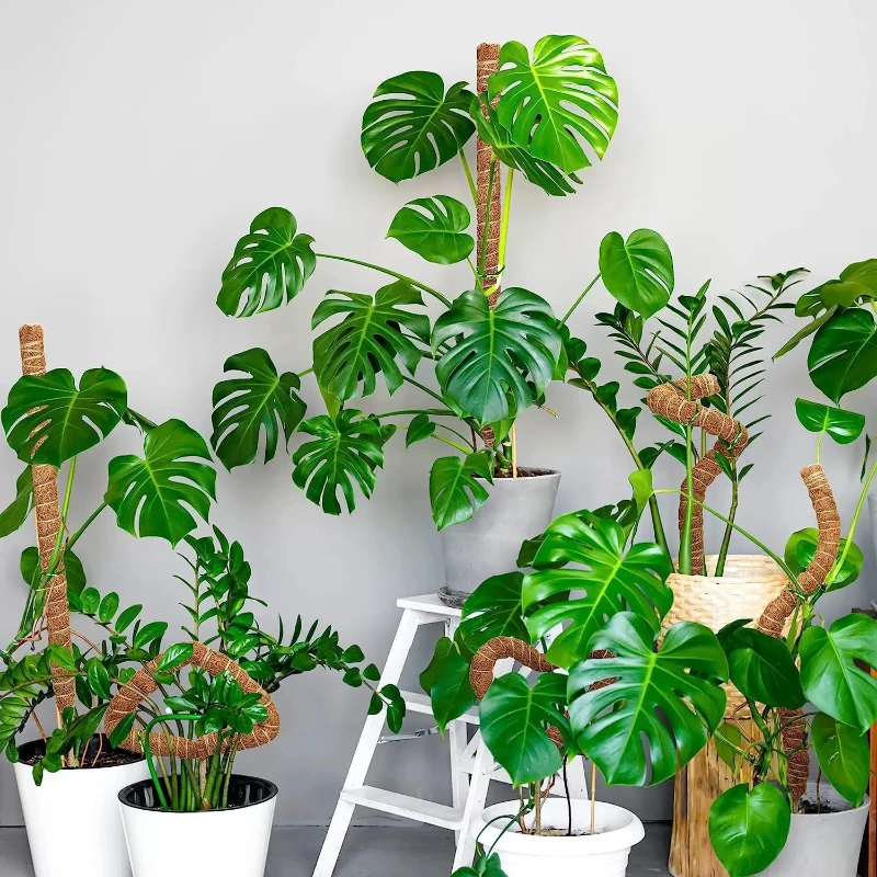 80 cm biegbare Kokos- und Kokosmoosstangen-Pflanzenstütze für Monstera Upward Climbing Garden Extension Cage Plant Extension Image
