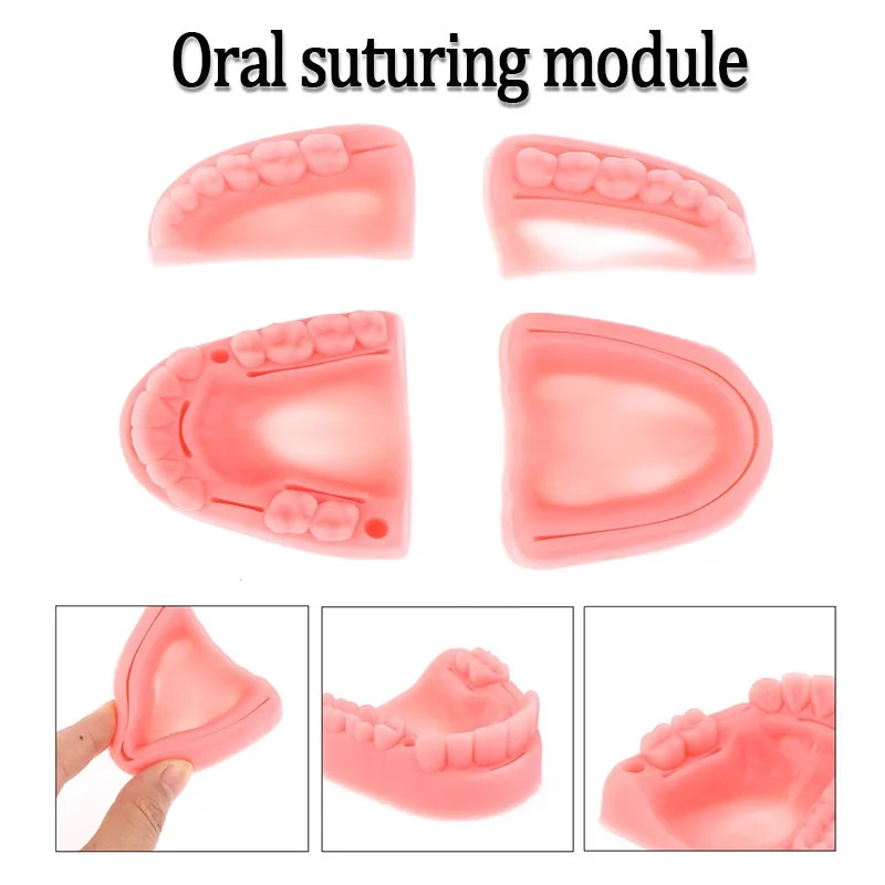 Dental Oral/Zahnfleisch Naht Modul Parodontitis Naht Silikon Training Modell Chirurgische Praxis Naht Lehre Praxis Werkzeug Image