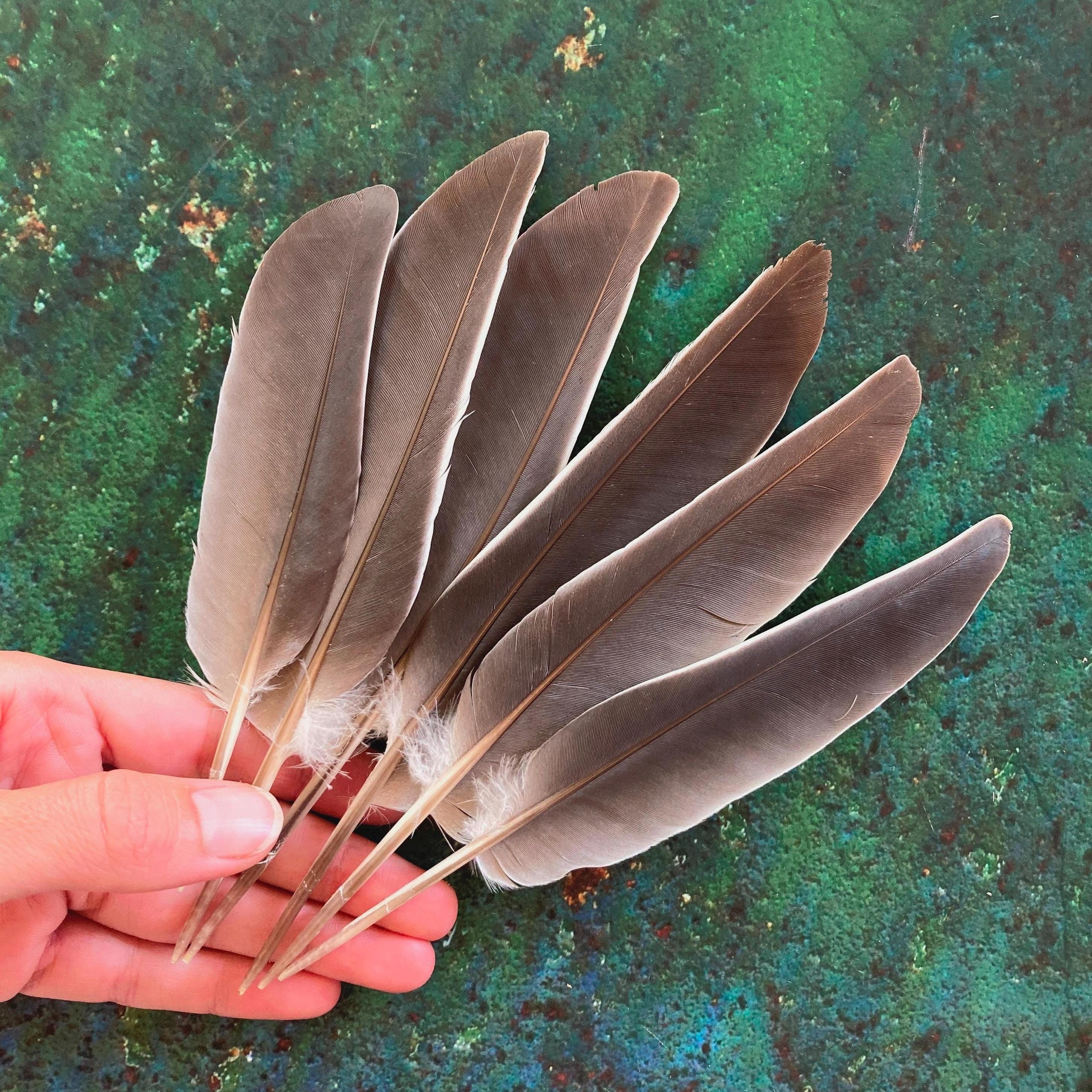 6 piume di colombaccio: piumaggio naturale grigio di uccello selvatico, cruelty-free, forniture per artigianato e rituali, Europa 7 pollici 18 cm