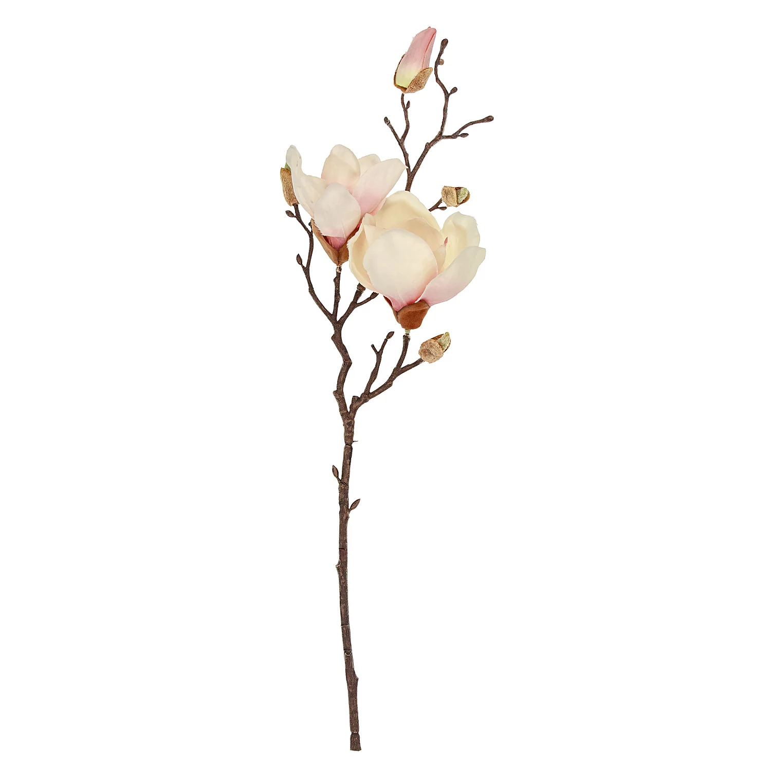 Magnolien-Zweig, 50 cm Image