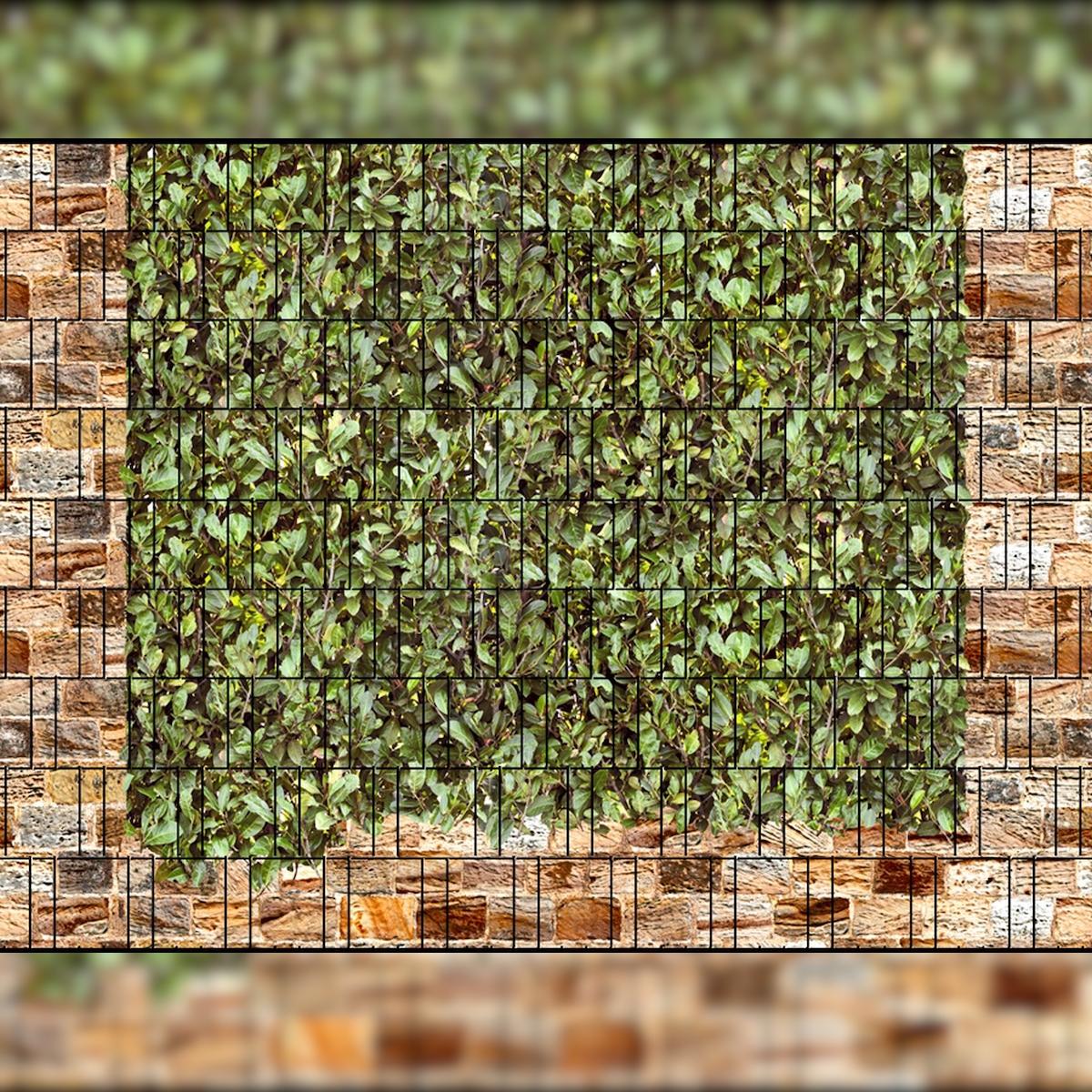 zaun|zu® Sichtschutz Roma & Kirschlorbeer - Bedruckter Sichtschutz 2,5m x 1,8m Image