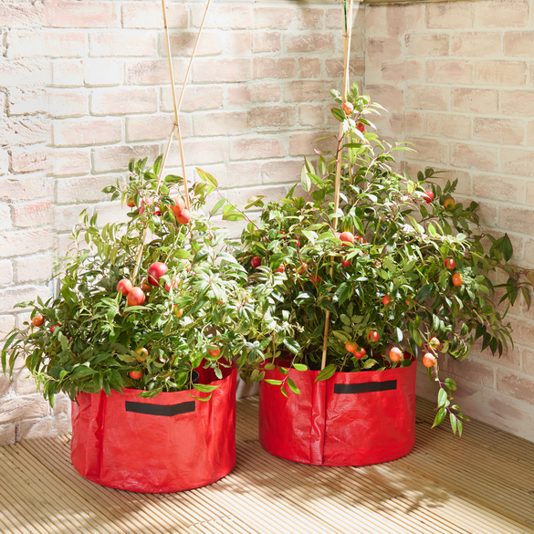 Tomaten-Pflanzgefäße 2er-Set Image