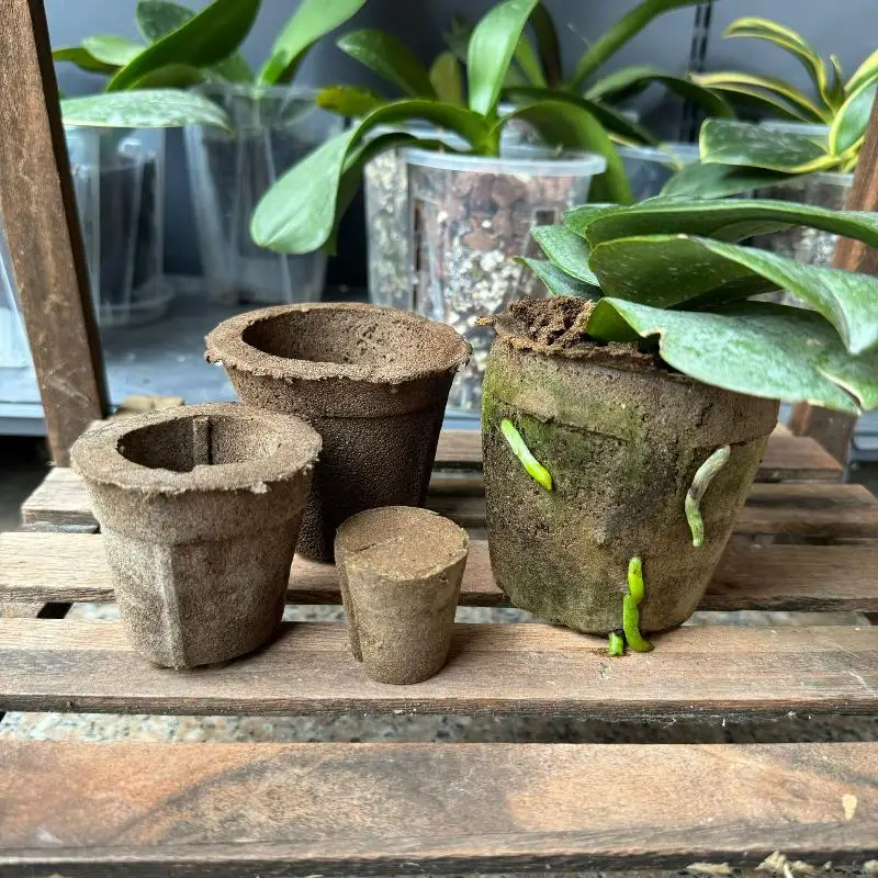 Erde für Schmetterlingsorchideen verhindert Wurzelwürfe. Gute Atmungsaktivität. Umstörung von Dendrobium-Orchideen und anderen Orchidaceaearten Image