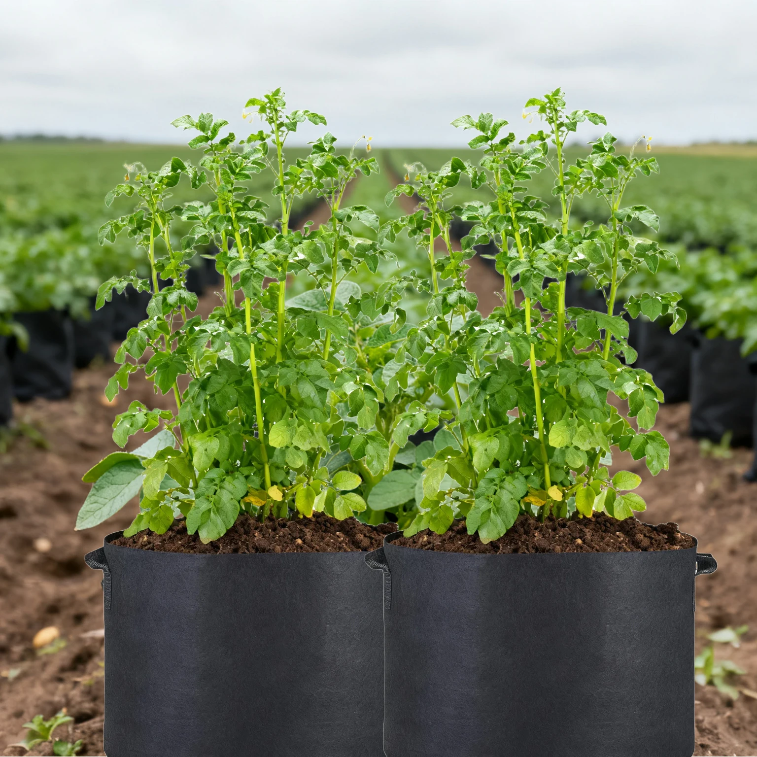 Wachstumsbeutel aus Vliesstoff, 3/5/7/15 Gallonen, mit Griffen, Pflanzen-Gemüsetöpfe für Kartoffeln, Tomaten, Belüftung, Stofftopf für Blumen Image