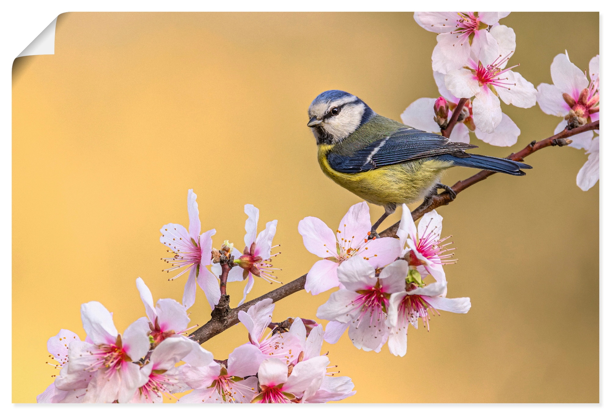 Wandbild ARTLAND "Blaumeise an Mandelblüten", farbe bild(er): pink, B:60cm H:40cm, Papier, Bilder, als Alubild, Leinwandbild, Poster, Wandaufkleber in verschied. Größen Image