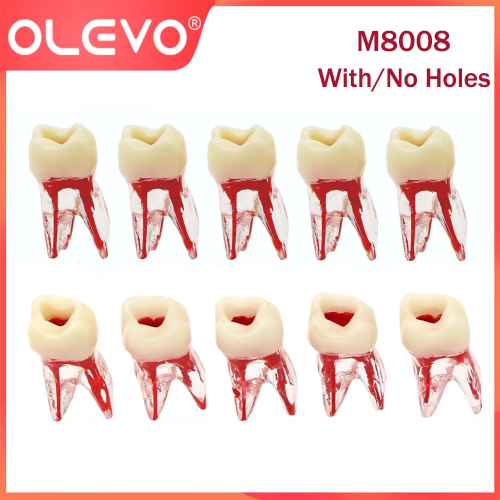 OLEVO Dental Endo Zähne Wurzelkanal Studie Modell RCT Praxis Block Zellstoff Hohlraum Training M8008 Endodontie Typodont Klar Harz Image