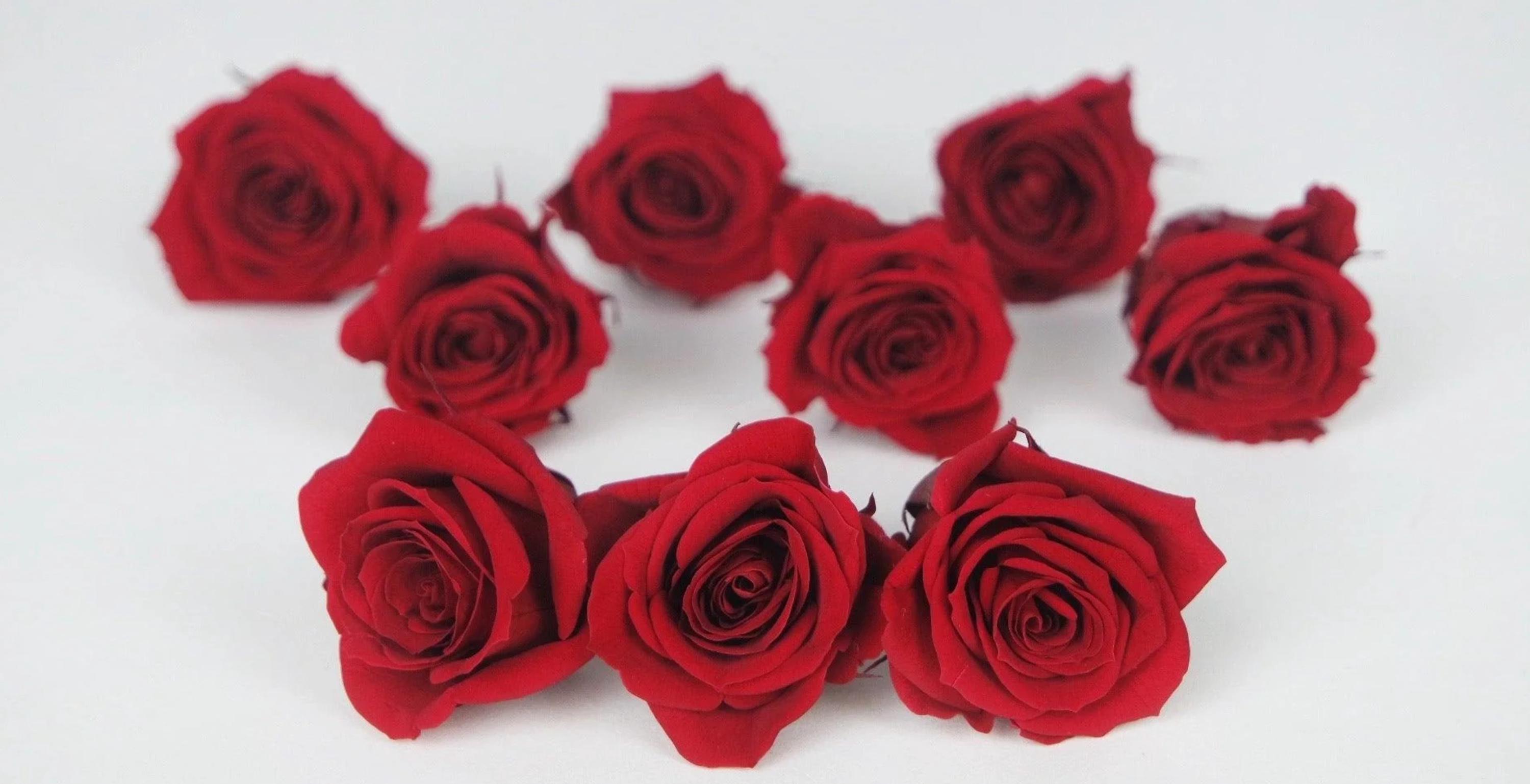 Rose stabilizzate, 9 teste di rosa, rosso vino, fiori stabilizzati, testa di rosa, rosa da matrimonio, composizione floreale fai da te