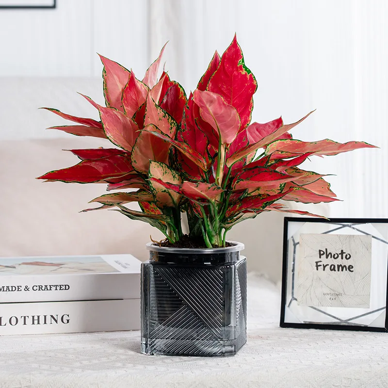 Doppelschichtiger Kunststoff-Blumentopf, hydroponische Heimvase, selbstbewässernder Blumentopf, Baumwollseil, Bewässerung, Blumentopf, Sukkulenten-Töpfe Image