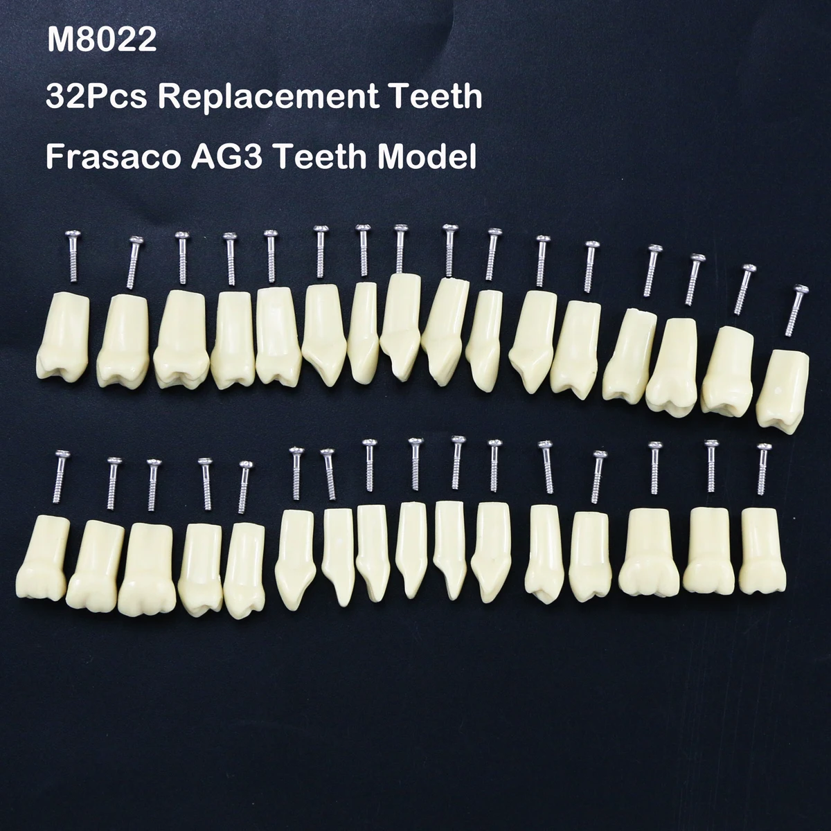 28 stücke 32 stücke Abnehmbare Typodont Zähne Dental Praxis Lehre Ersetzen Abnehmbare Kompatibel Mit Frasaco AG3 ANA-4 Modell Image