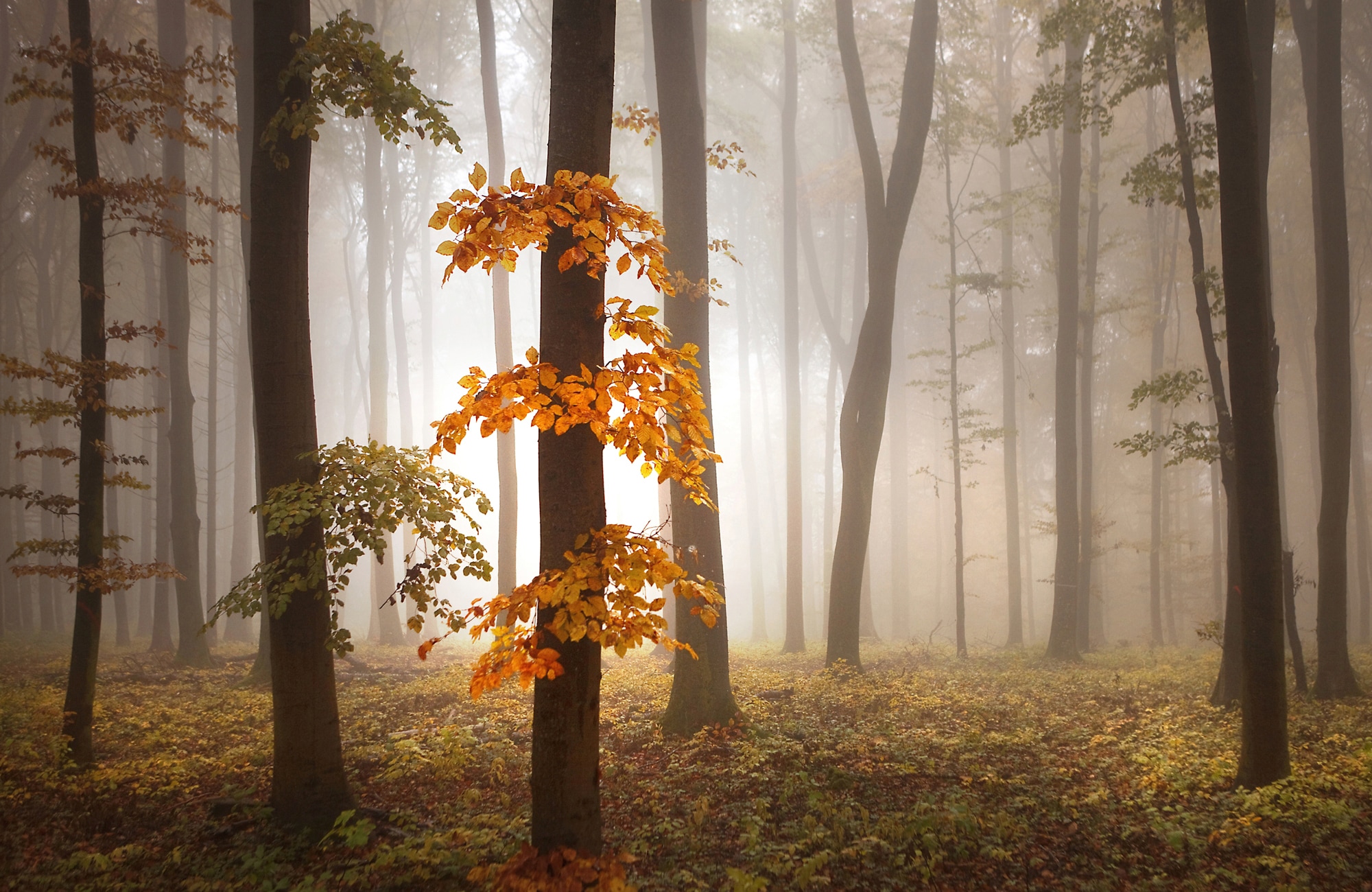 Fototapete PAPERMOON "Photo-Art NICOLAS SCHUMACHER, IM NOVEMBER", bunt, B:2,5m L:1,86m, Vlies, Tapeten Image