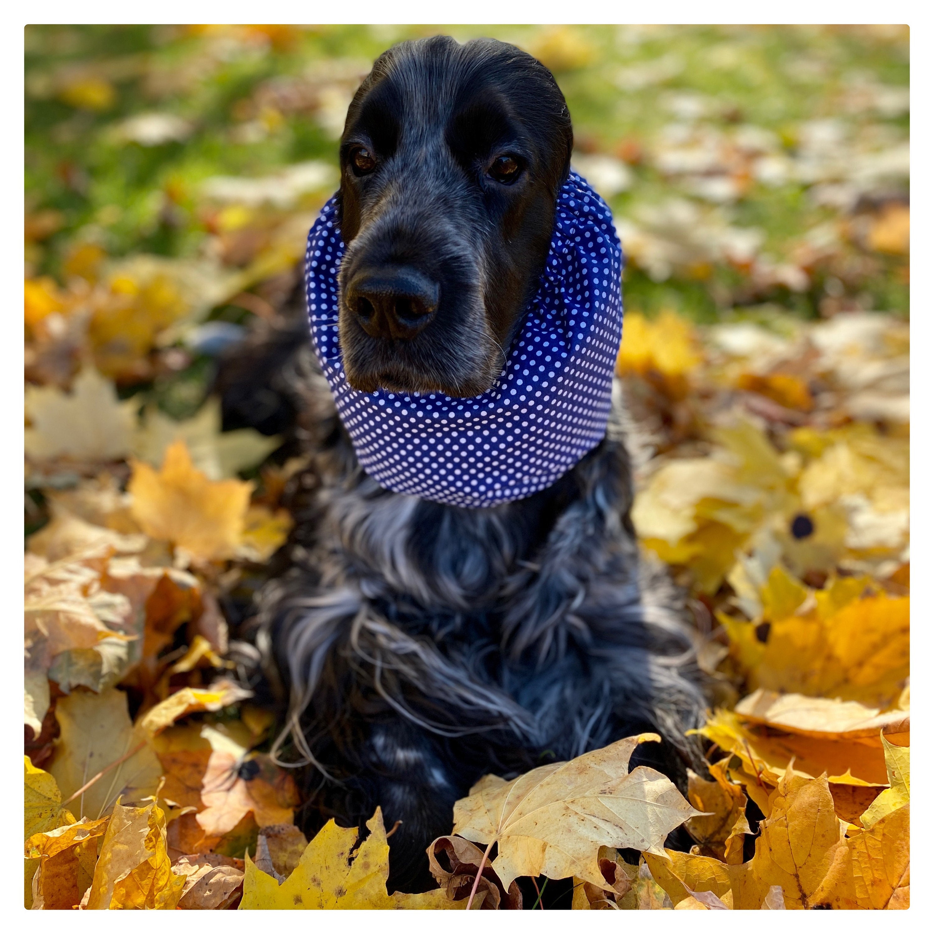 Snood in cotone blu - Snood per cani dalle orecchie lunghe - Protezione per le orecchie - Snood per cani - Copri orecchie per cani - Cocker snood - Sp