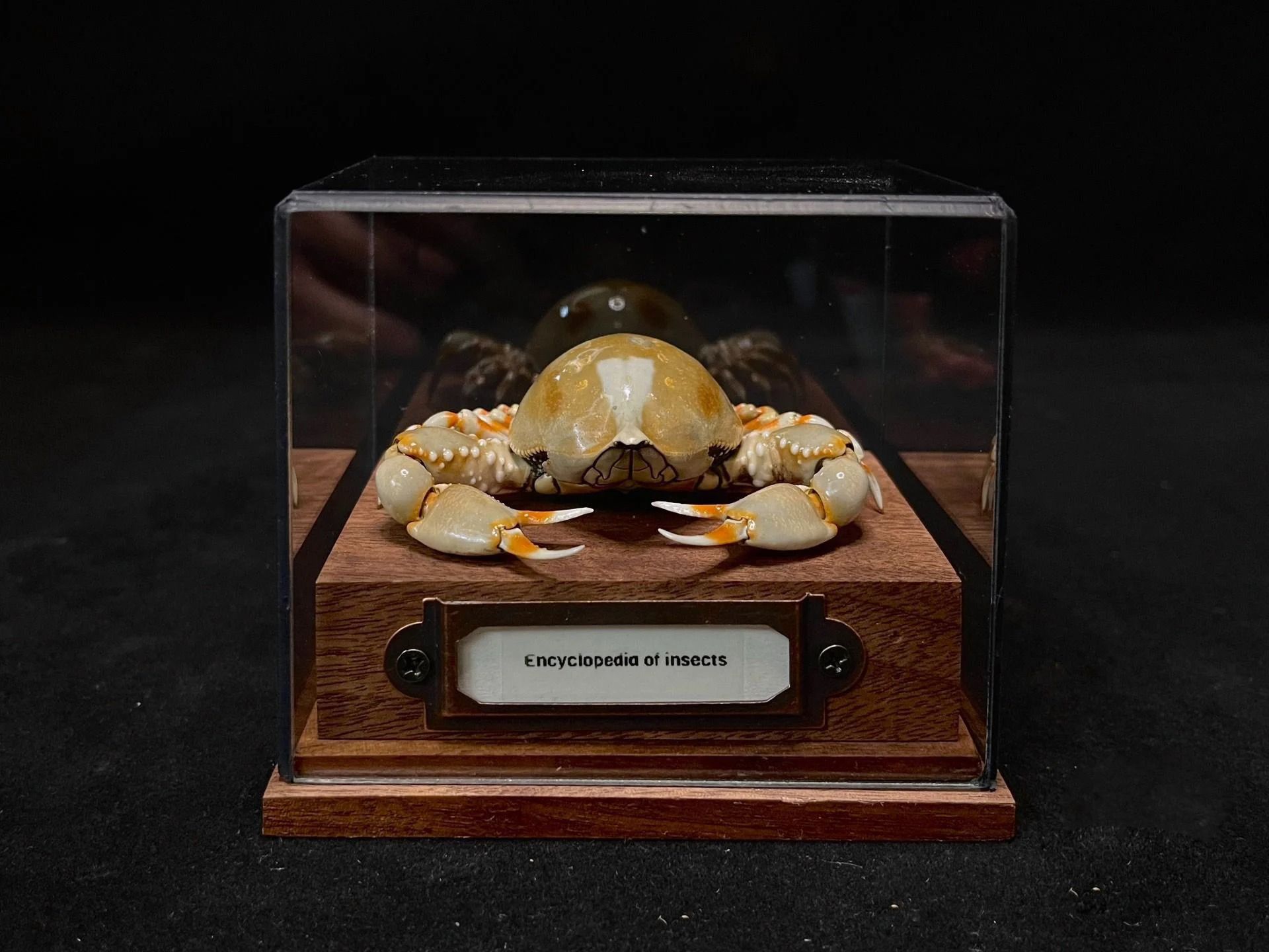 Real Crab Specimen Display Taxidermy Marine Collectible Home Decor 21