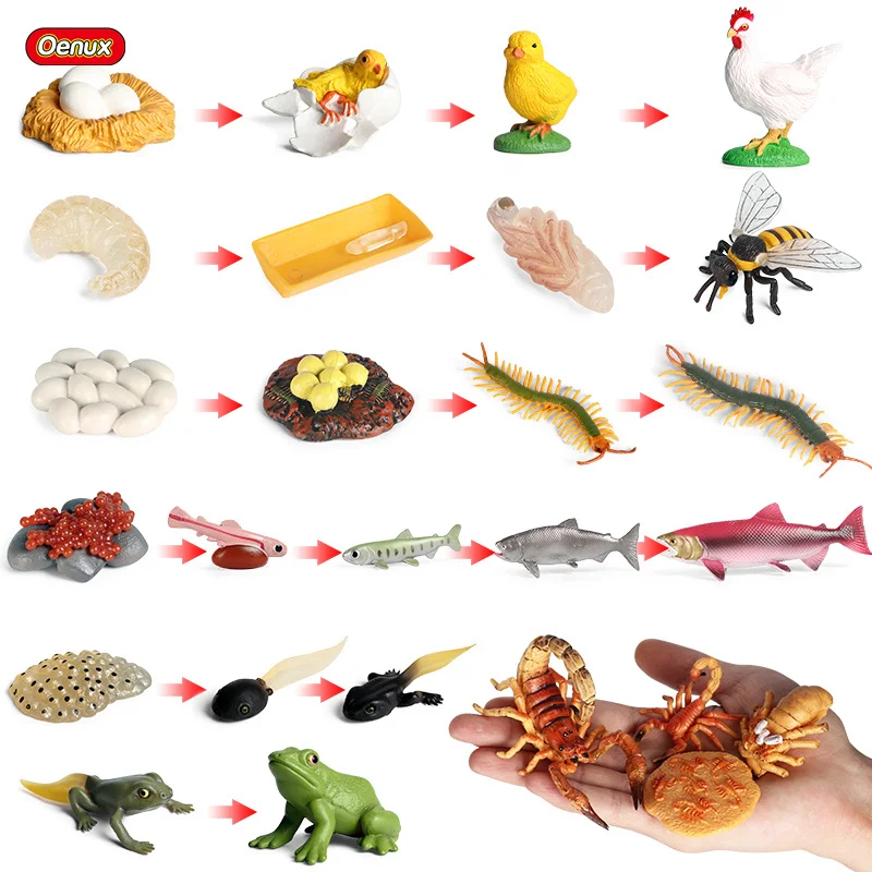 Oenux Lebenswachstumszyklus Simulation Insekt Schmetterling Frosch Huhn Actionfiguren Tiermodell Baby Pädagogisches Miniatur Kinderspielzeug Image