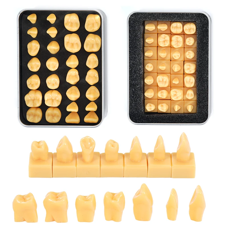 28 teile/satz Zahnarzt Carving Zähne Modell Erwachsene Permanent Zähne Geschnitzt Vergleich Modell Zahnmedizin Labor Studie Demonstration Image