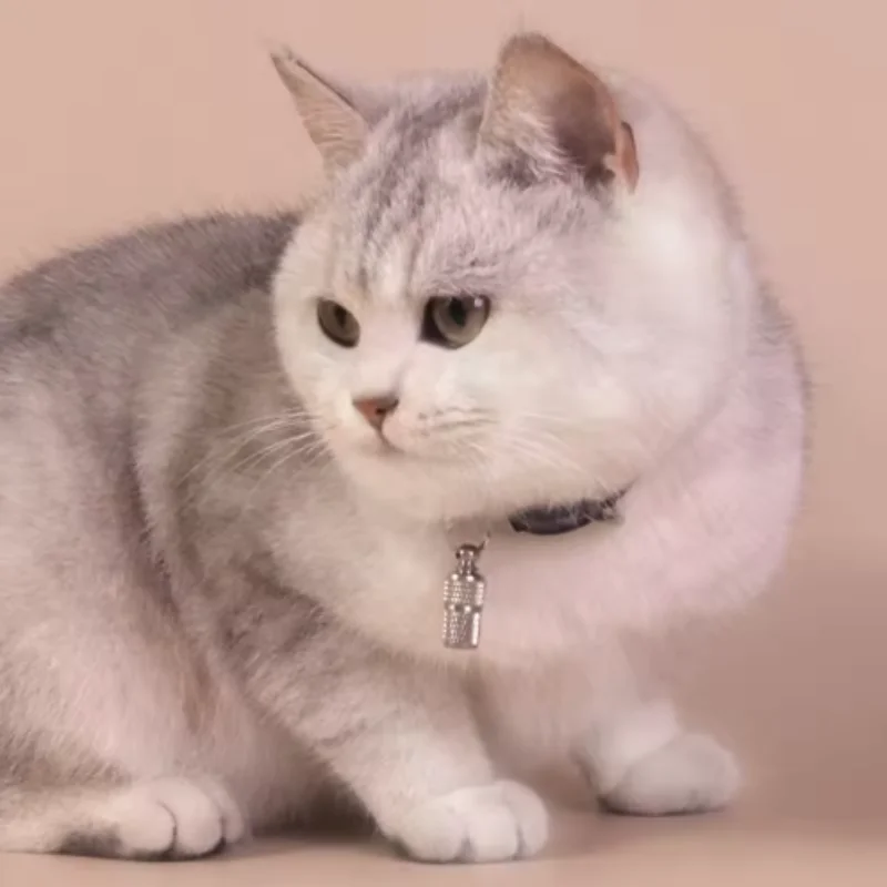 Haustier-ID-Tag aus Metall mit Aufbewahrungsrohr, Anti-Verlust-Hunde- und Katzenhalsband, Zubehör mit Namensadresse, Sicherheitsanhänger zur Identifizierung von Haustieren Image