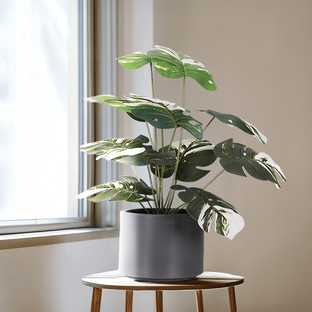 Monstera Albo | 23 Â½