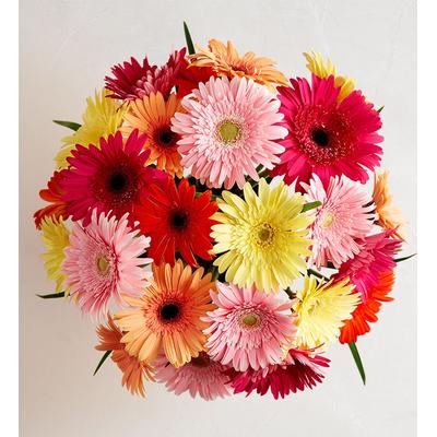 1-800-Flowers Flower Delivery Happy Gerbera Daisies 12-24 Stems, 24 Stems, Bouquet Only | 100% Satisfaction Guaranteed