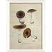 The Artwork Factory Mushroom Framed Graphic Art Paper in Brown/Green | 17.13 H x 12.63 W x 1.13 D in | Wayfair 17200