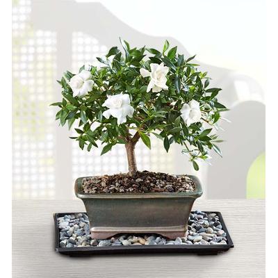 1-800-Flowers Plant Delivery Gardenia Bonsai Small