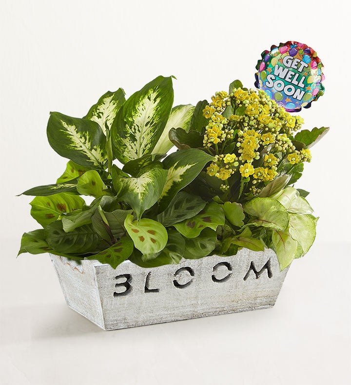 1-800-Flowers Seasonal Gift Delivery Bloom Dish Garden Bloom W/ Get Well Balloon | Happiness Delivered To Their Door