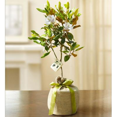 1-800-Flowers Everyday Gift Delivery Magnolia Tree For Sympathy Large | Happiness Delivered To Their Door