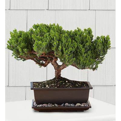 1-800-Flowers Plant Delivery Juniper Bonsai Medium Plant | 100% Satisfaction Guaranteed | Happiness Delivered To Their Door