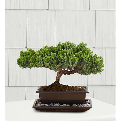 1-800-Flowers Plant Delivery Juniper Bonsai Small | 100% Satisfaction Guaranteed | Happiness Delivered To Their Door