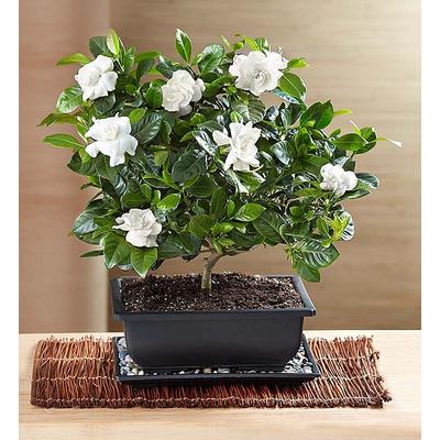 1-800-Flowers Plant Delivery Gardenia Bonsai For Sympathy Large Plant