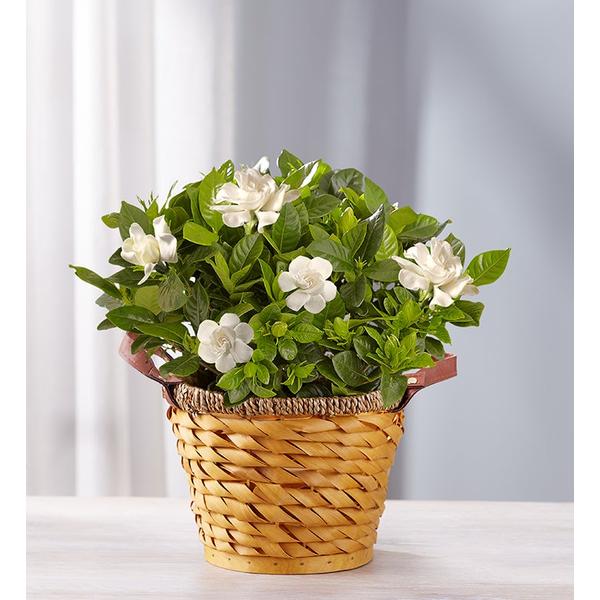 1-800-flowers-everyday-gift-delivery-cherished-gardenia-medium-|-happiness-delivered-to-their-door/