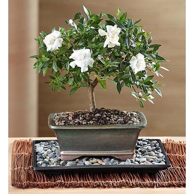 1-800-Flowers Plant Delivery Gardenia Bonsai For Sympathy Small | Happiness Delivered To Their Door