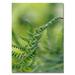 Trademark Fine Art 'Fern' by Lois Bryan Photographic Print on Canvas Metal in Green | 32 H x 22 W x 2 D in | Wayfair LBr0154-C2232GG