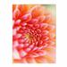 Trademark Fine Art "New Beginnings" by Kathy Yates Painting Print on Wrapped Canvas Metal in Orange/Pink | 32 H x 22 W x 2 D in | Wayfair