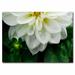 Trademark Fine Art 'White Dahlia' by Kurt Shaffer Framed Photographic Print on Wrapped Canvas in White/Black | 35 H x 47 W x 2 D in | Wayfair