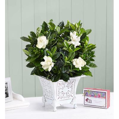 1-800-Flowers Everyday Gift Delivery Grand Gardeni...