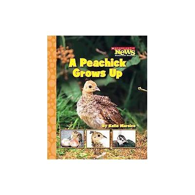 A Peachick Grows Up by Katie Marsico (Paperback - Childrens Pr)
