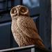 Campania International Night Owl Statue Concrete, Copper in Brown | 12 H x 8 W x 7 D in | Wayfair A-460-BR