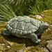 Campania International My Pet Turtle Statue Concrete | 1.75 H x 4.5 W x 3.25 D in | Wayfair A-421-CB