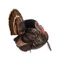 Dave Smith Decoys DSD Strutter Gobbler Turkey Decoy SKU - 427922