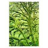PTM Images Spring Green Tree Framed Canvas Wall Art