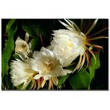 Kurt Shaffer Night Blooming Cereus Canvas Art