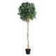 Blooming Artificial - Artificial Bay Tree in Pot for Garden, Home, and Office, Year Round Decorative Foliage, UV and Water Resistant (Green) (150cm)