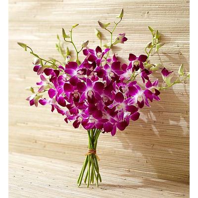 1-800-Flowers Flower Delivery Exotic Breeze Orchids 10 Stems Bouquet Only | Happiness Delivered To Their Door